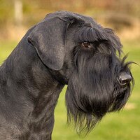 Giant Schnauzers (@giantschnauzers) 's Twitter Profile