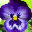 Merry Bell - @musicballads - Twitter