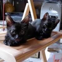 千ヶ崎学 (@chigasakimanabu) Twitter profile photo