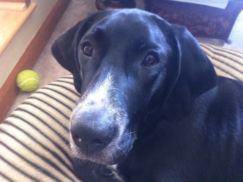 markflyons's profile picture. 