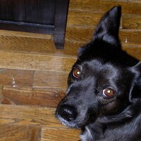 Zuzu Petals (@zuzu_bug) 's Twitter Profile