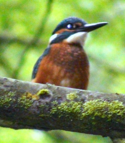 Passionate about wildlife in Wigan! Follow us and let's share our experiences!