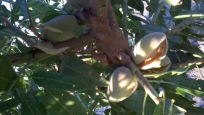 We are Almond Farmers who have rolled the dice and planted the Independence Almonds...no bees to pollinate! And they are PRODUCING!