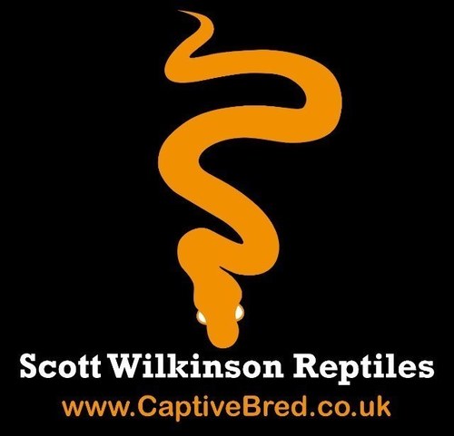 Reptile keeper for over 25 years. Specialising in producing some of the best ball python morphs available.