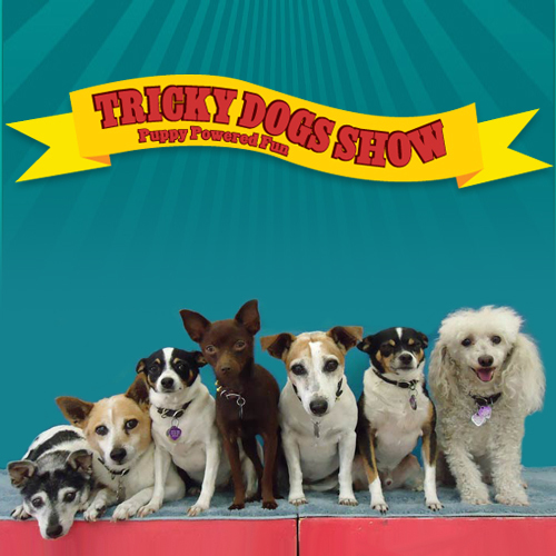 The Tricky Dogs Show is a circus style comedy dog act starring six Terriers, one Poodle and their pet human, Rick Martin!