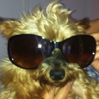 pedrumms's profile picture. 