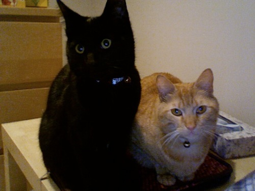 WDW4Life82's profile picture. Mom of 3, Disney obsessed, love Hockey.