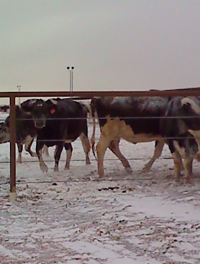 Texas dairyman