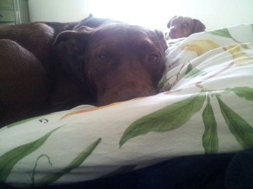 lucid_crash's profile picture. lucky husband. footballer. dog walking pool cleaner.