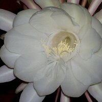 Mariela Hidalgo H (@marielahidalgoh) 's Twitter Profile