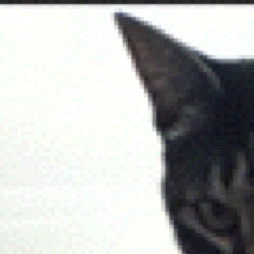 MyCatRules13's profile picture. 