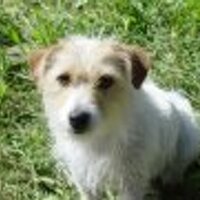 Pat @grumpypat@infosec.exchange (@grumpypat1) 's Twitter Profile