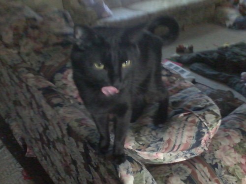 donteatcj's profile picture. 