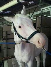 8tades's profile picture. 京都産まれ京都育ち。でもすでによそでの生活の方が長くなったよ。ご近所からはリストラされて20数年ぶりに出戻ってきた可哀想な人とのもっぱらの噂。まぁ、週末は早朝から出掛けてるし、人目に触れる平日には昼間から酒飲んでプラプラしてるからね！現在、年老いた両親と老犬と共に実家にて生活中！