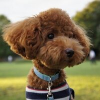 YoA (@yoa_1_1) 's Twitter Profile