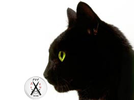 I am planning to take over the world but shhhh @RoyalG_BDBRW thinks I am cute. *cute meow* I love my BDBRW Family.