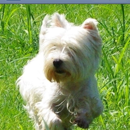 afuro1115's profile picture. ウエスティーのブリーダーをしつつショーにもだしています

現在は9頭のウエスティーと1頭のベトリントンテリアを飼っています✨

ＦＣ2のミラクルエンジェルのブログをやっています。
検索してみて下さい。

よろしくお願いします。