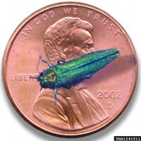 EAB News (@emeraldashborer) 's Twitter Profile