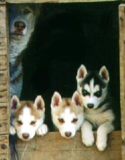 Raul_SilvaP's profile picture. Programador de la era anterior a Internet, pero aún dando la pelea para dominar las nuevas tecnologías.