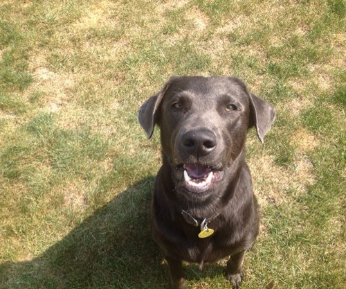 Sickdawgsick's profile picture. 