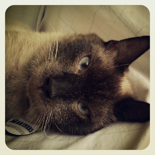 Siamese cat, loves staring out the window, enjoys playing fetch with my mouse, and nibbling my owner's arm when she's asleep