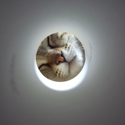 atsu_sasaのプロフィール写真