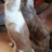norteastern's profile image