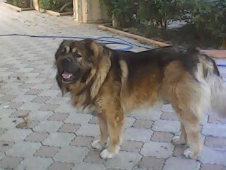 2010Larionov's profile picture. пенсия друзья животные свобода тишина