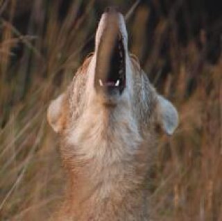 13coyote's profile picture. 