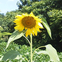 もも - @tan__san__sui - Twitter