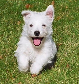 jacksterman43's profile picture. 