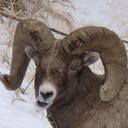 Bob Bales - @wyofoto - Twitter