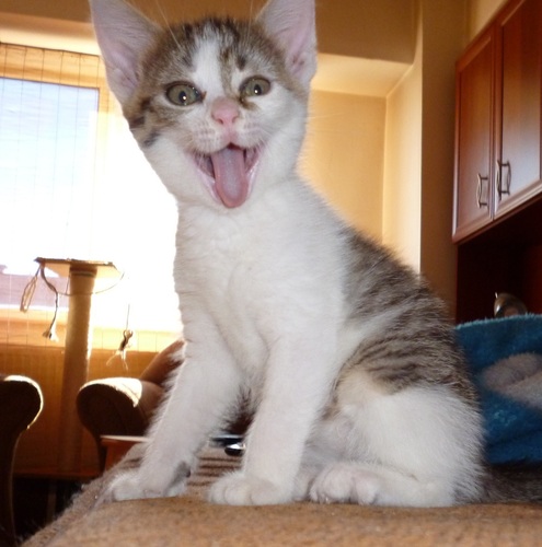 pbalau's profile picture. owner of two ninja cats