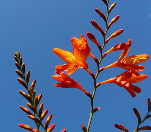 CottageGardenC's profile picture. The Hand, Miltown Malbay