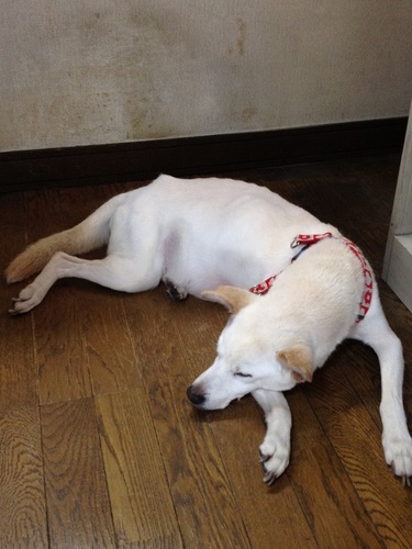 迷子になった老犬♀を探しています。8月31日15時頃、千葉県流山市付近にて逃げてしまいました。全体の色は白色で耳と尻尾が茶色です。老犬であるため痩せており体力もなく、目も耳も悪いので車に轢かれてしまう可能性があり、とても心配です。流山市や柏市付近で似た犬を見かけた方がいらっしゃいましたら、ご連絡よろしくお願いします。
