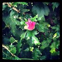 Alyssa lam - @Alyssalam1 - Twitter