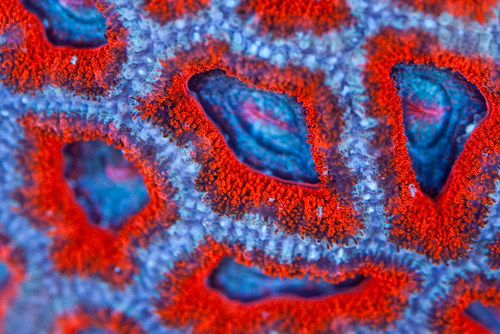 Coral and Marine Fish Export Company.