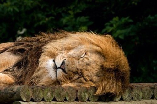 sop_74's profile picture. ...de camping