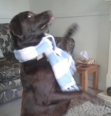 blubell8's profile picture. 