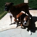 Landon Braunstein - @LandonBraun23 - Twitter