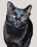one cat one world to conquer