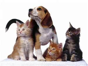 Our goal to our valued pet-loving friends is to assist you in your quest to make sure that your beloved pets are always happy pets.