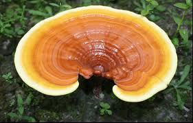 Ganoderma Lucidum is known as the King of Herbs. It is commonly known as Ling Zhi in Chinese.