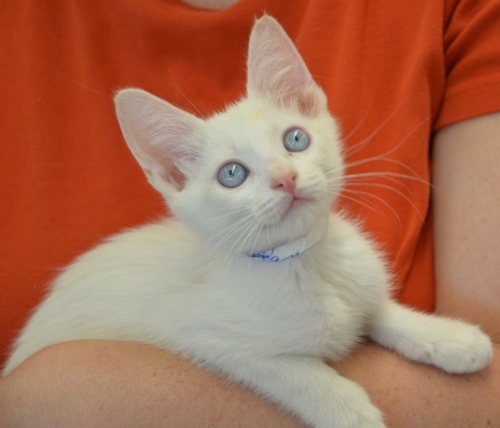 Loving 501(c)3 non-profit NO-KILL Cat Rescue in Houston TX. We have no shelter & depend solely upon a network of caring Fosters, Volunteers, and Donations.