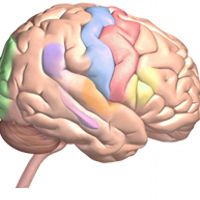 Katy Sutcliffe (@neuronibber) 's Twitter Profile