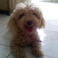 Dave! (@dapincky) 's Twitter Profile Photo