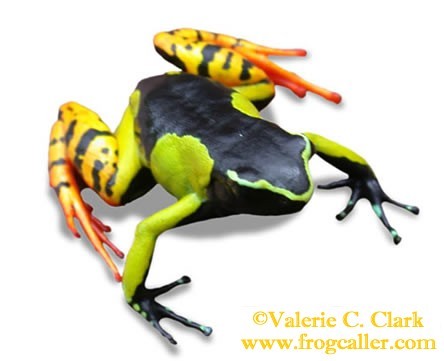 iFROGSustain's profile picture. i.F.R.O.G.S. is the Indigenous Forest Research Organization for Global Sustainability 501(c)3  non-profit incorporated in Florida.