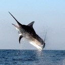 matt irvin - @mirvin28 - Twitter