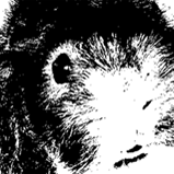 gusandduster's profile picture. Gus & Duster is an independent fashion label specialising in hand printed t-shirts. Each one is a truly unique piece of wearable art.