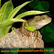 http://t.co/oahDVNtC is an information website currently covering snakes and lizards.